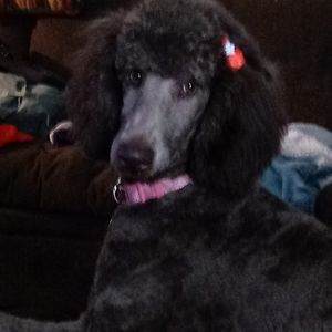 Meet your Posher, Marilyn